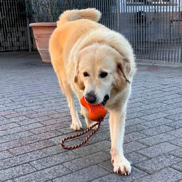 SALOMONE CERCA FAMIGLIA Foto 5